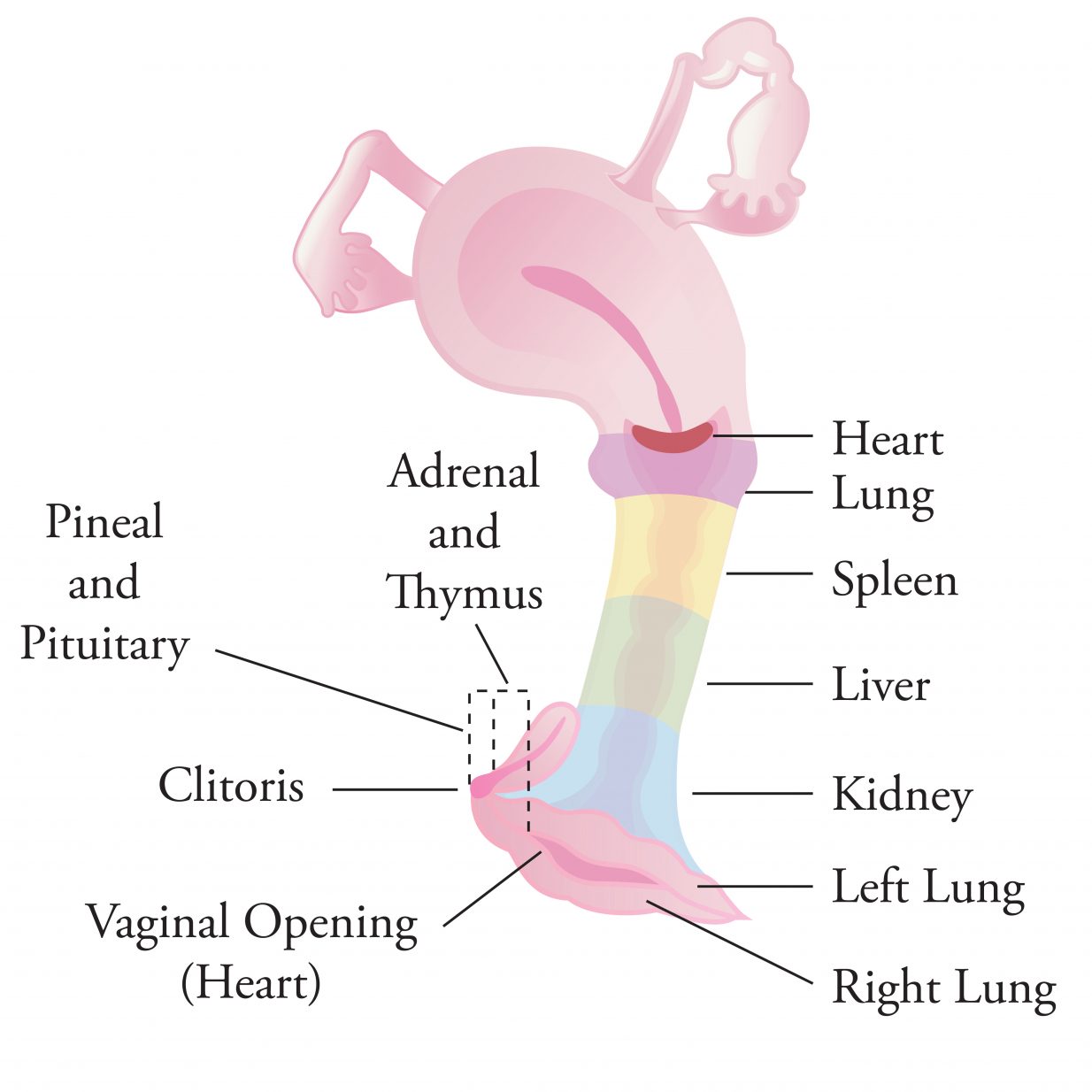 Three things every woman MUST know about her cervix Getting Naked